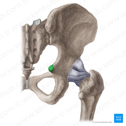 Ischial spine (Spina ischiadica); Image: Liene Znotina