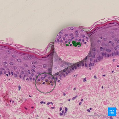 Melanocyte (Melanocytus); Image: 
