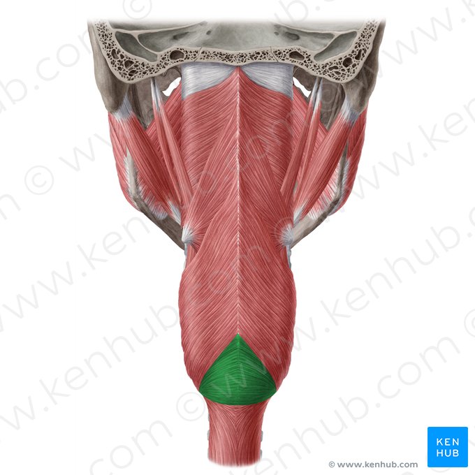 Cricopharyngeal part of inferior pharyngeal constrictor muscle (Pars cricopharyngea musculi constrictoris inferioris pharyngis); Image: Yousun Koh