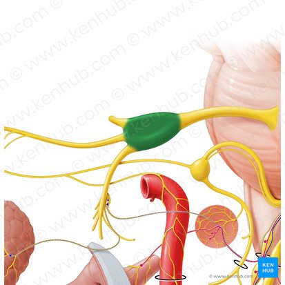 Ganglion trigeminale (Trigeminusganglion); Bild: Paul Kim