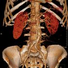 Radiological anatomy and medical imaging