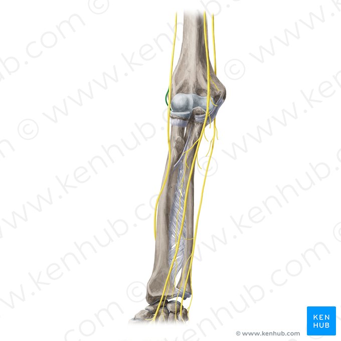 Deep branch of radial nerve (Ramus profundus nervi radialis); Image: Yousun Koh