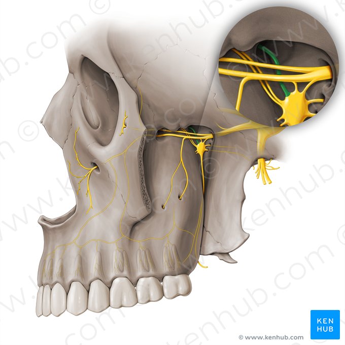 Nasopalatine nerve (Nervus nasopalatinus); Image: Paul Kim