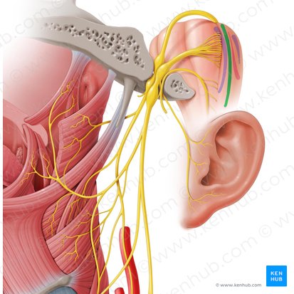 Nucleus spinalis nervi trigemini (Spinalkern des Drillingsnervs); Bild: Paul Kim