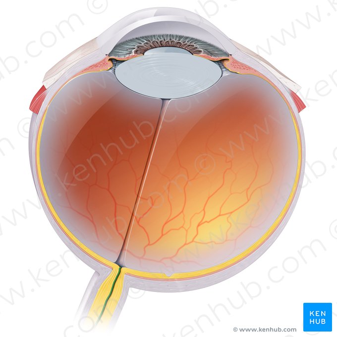 Central retinal artery (Arteria centralis retinae); Image: Paul Kim