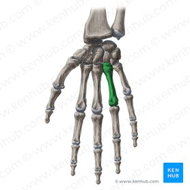 4th metacarpal bone (Os metacarpi 4); Image: Yousun Koh