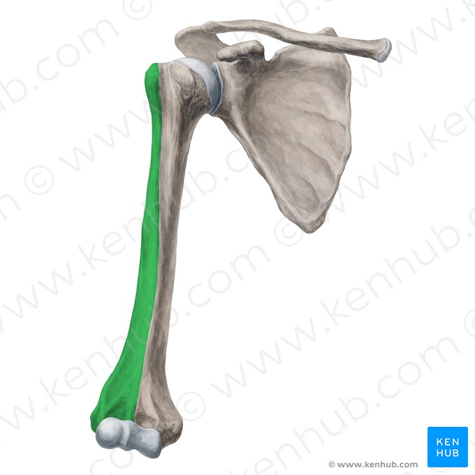 Facies anterolateralis humeri (Vordere seitliche Fläche des Oberarmknochens); Bild: Paul Kim