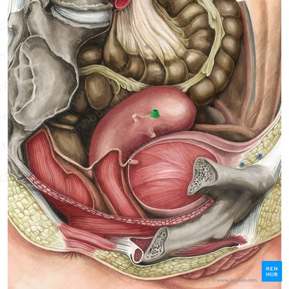 Tuba uterina; Imagem: Irina Münstermann