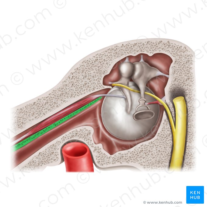 Septo do canal musculotubário (Septum canalis musculotubarii); Imagem: Mao Miyamoto