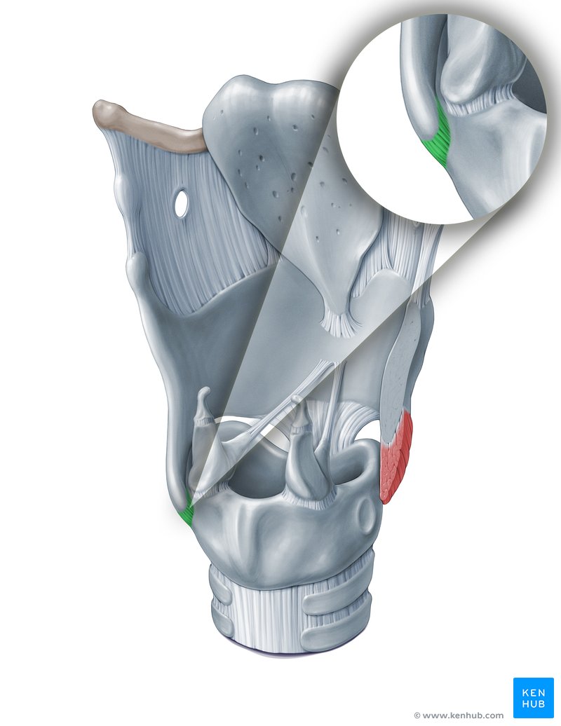 Cricothyroid joint (Articulatio cricothyroidea)
