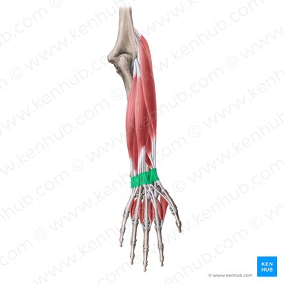 Retinaculum extensorum carpi (Halteband der Streckersehnen der Hand); Bild: Yousun Koh