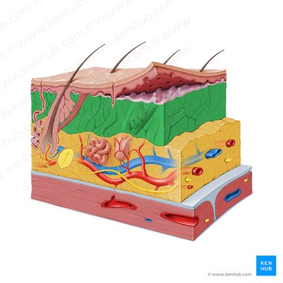 Reticular layer of dermis (Stratum reticulare dermis); Image: Paul Kim