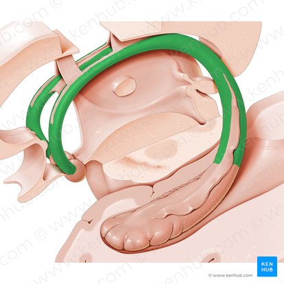 Fórnix (Fornix); Imagen: Paul Kim