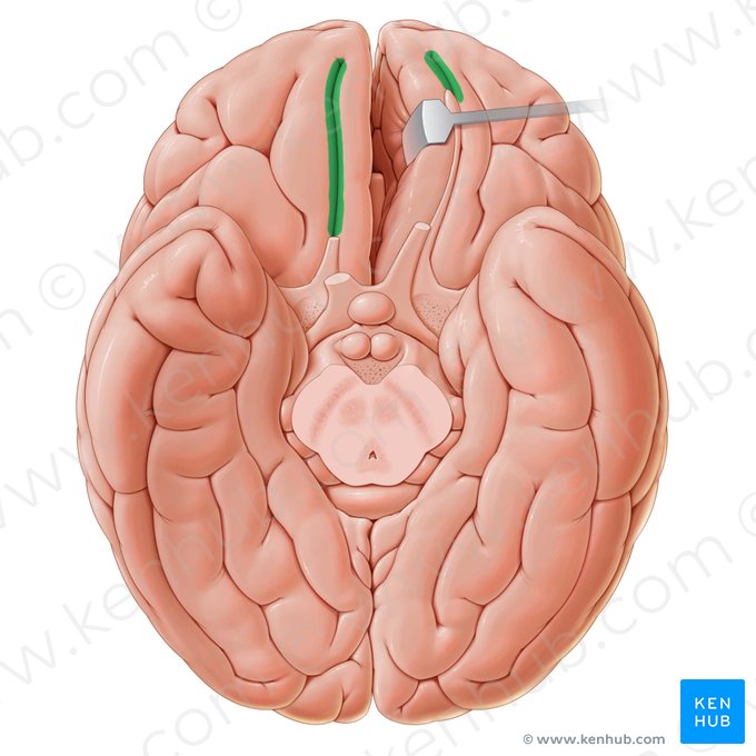 Olfactory sulcus (Sulcus olfactorius); Image: Paul Kim