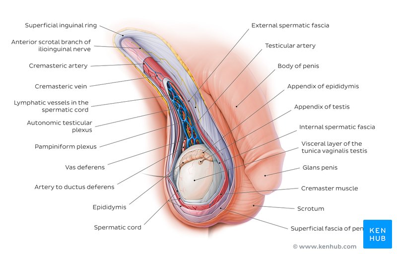 Scrotum and spermatic cord anatomy 