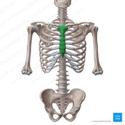 Esternón (Sternum); Imagen: Yousun Koh