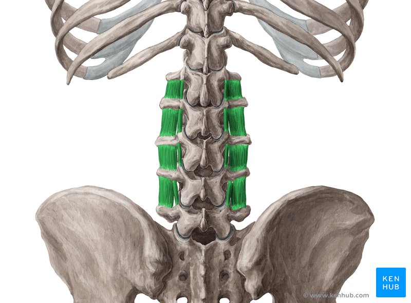 Intertransversarii mediales et laterales lumborum muscles (Musculi intertransversarii mediales et laterales lumborum)