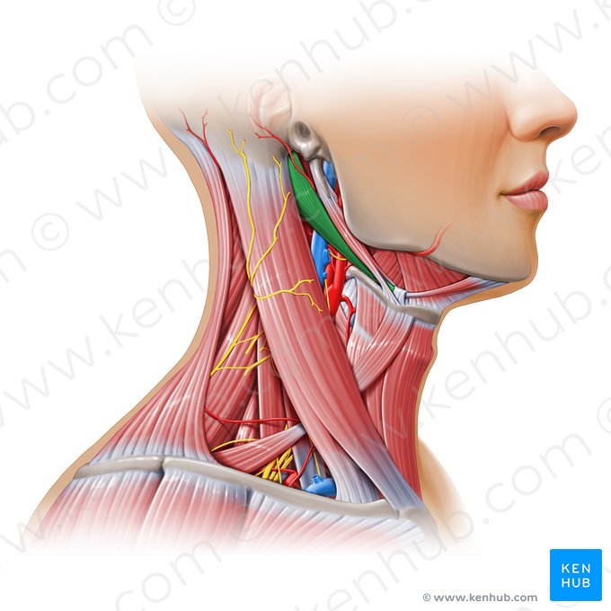 Ventre posterior do músculo digástrico (Venter posterior musculi digastrici); Imagem: Paul Kim