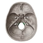Hypoglossal canal