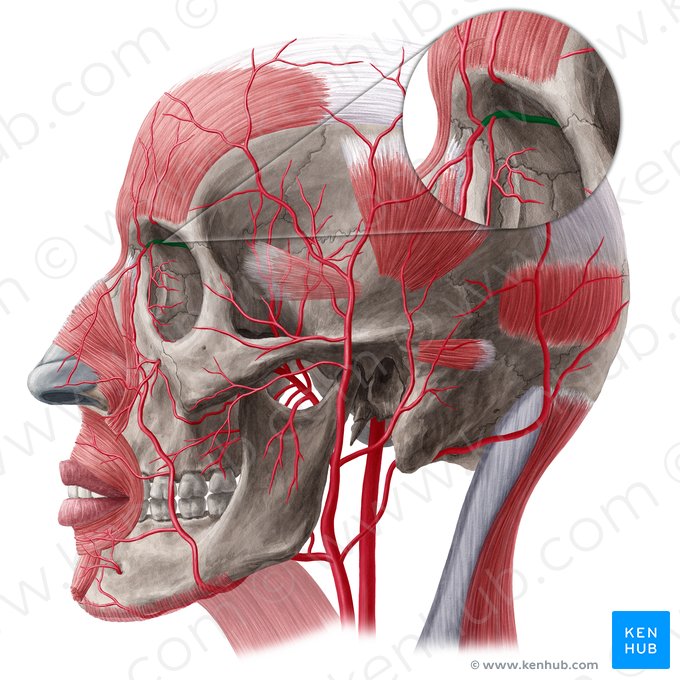 Artéria oftálmica (Arteria ophthalmica); Imagem: Yousun Koh