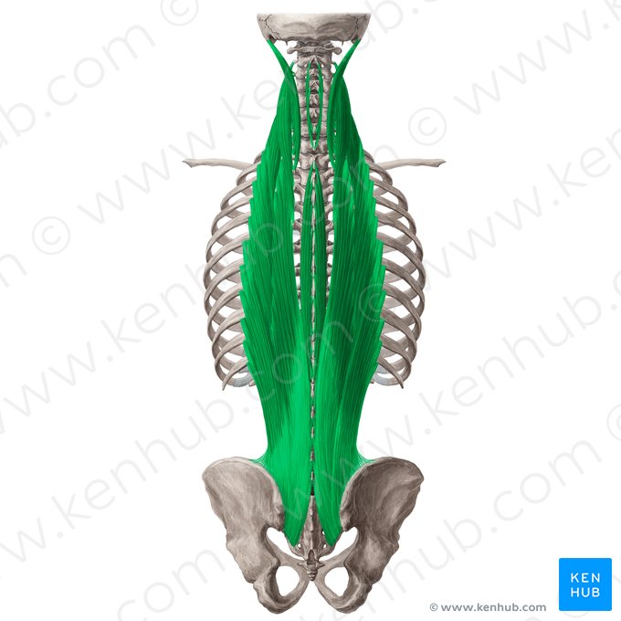 Musculus erector spinae (Aufrichter der Wirbelsäule); Bild: Yousun Koh