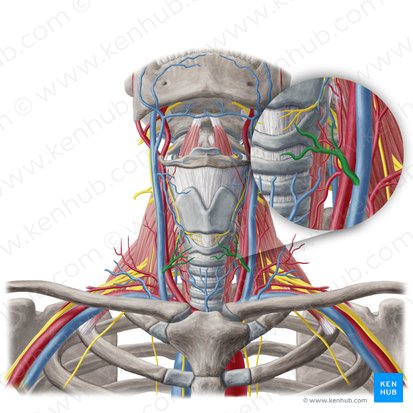Vena thyroidea media (Mittlere Schilddrüsenvene); Bild: Yousun Koh
