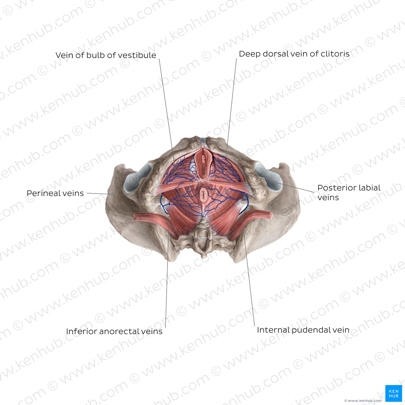 Veins of the clitoris