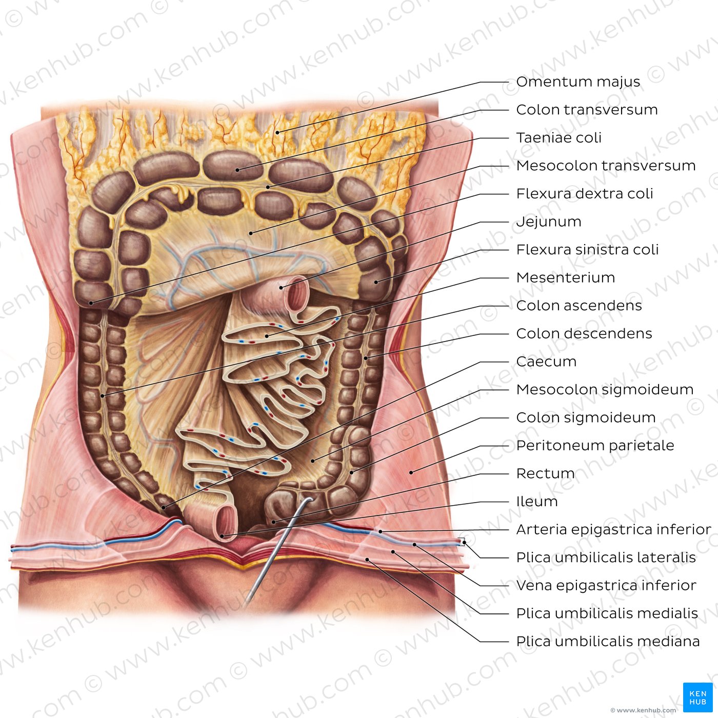 Mesentery (diagram)