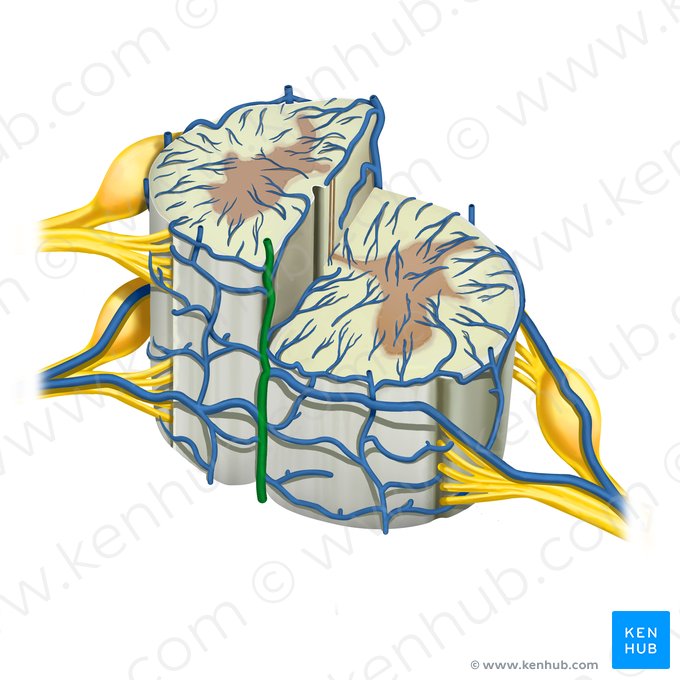 Veia espinal anterior (Vena spinalis anterior); Imagem: Rebecca Betts