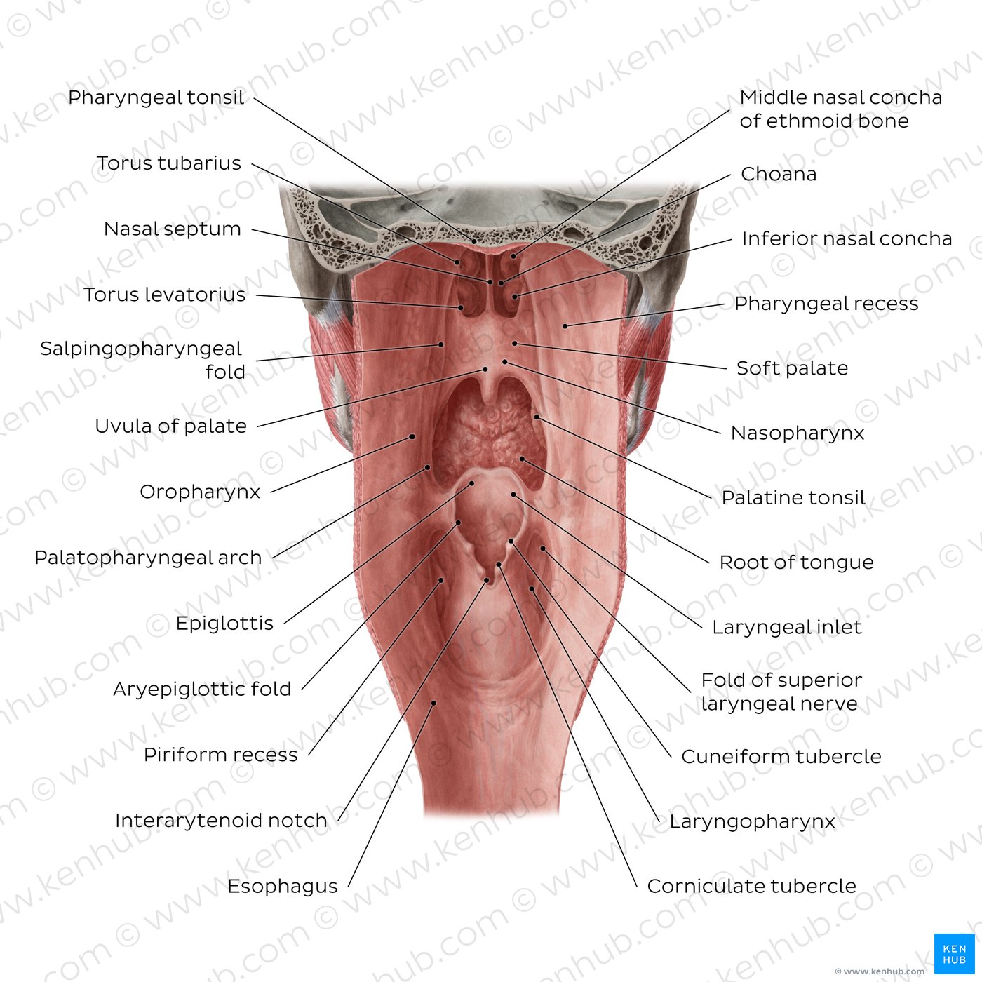 Figure 3. Pharyngeal mucosa