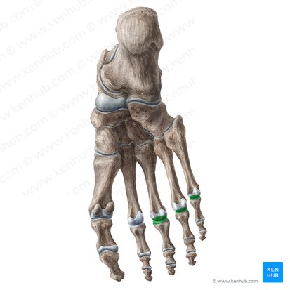 3rd - 5th metatarsophalangeal joints (Articulationes metatarsophalangeae 3-5); Image: Liene Znotina