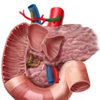 Common hepatic artery