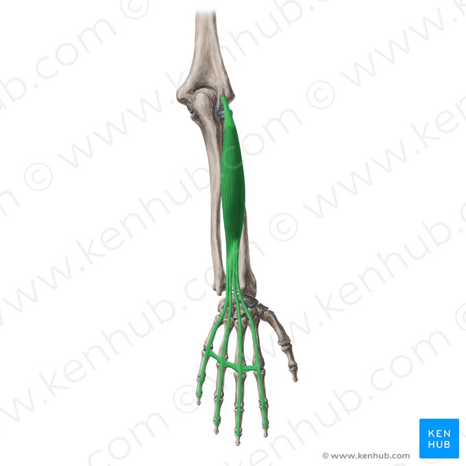 Músculo extensor de los dedos (Musculus extensor digitorum); Imagen: Yousun Koh