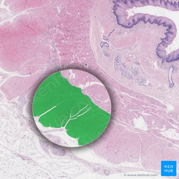 Stratum longitudinale externum tunicae muscularis (Äußere Längsmuskelschicht der Tunica muscularis); Bild: 