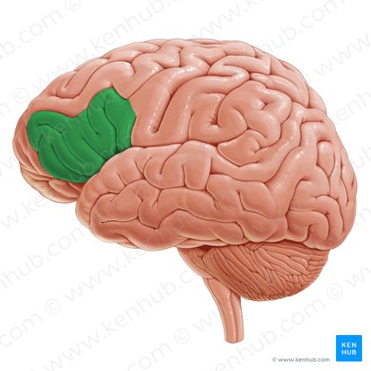 Inferior frontal gyrus (Gyrus frontalis inferior); Image: Paul Kim