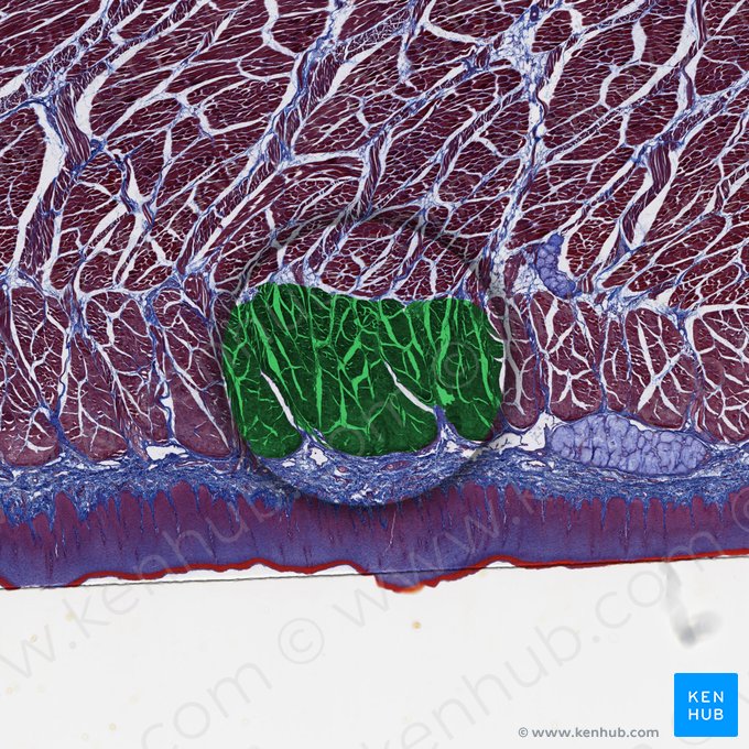 Musculus longitudinalis inferior linguae (Unterer Längsmuskel der Zunge); Bild: 