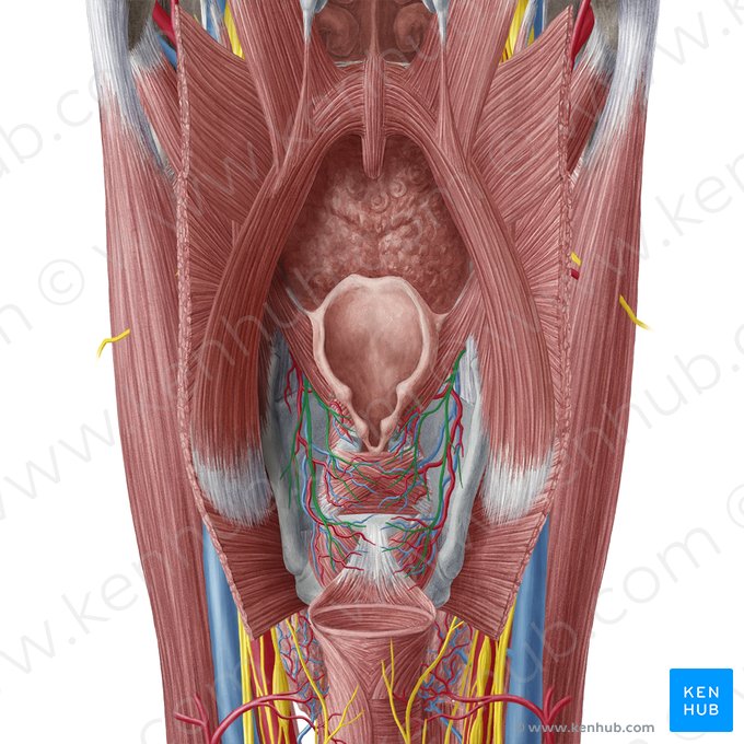 Ramo interno do nervo laríngeo superior (Ramus internus nervi laryngei superioris); Imagem: Yousun Koh