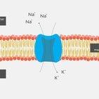 Membranpotential