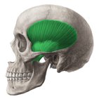 Musculus temporalis