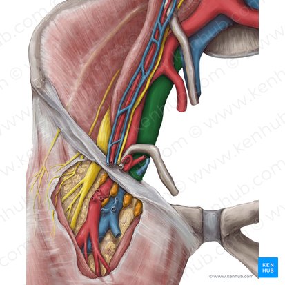 Vena iliaca externa (Äußere Beckenvene); Bild: Hannah Ely