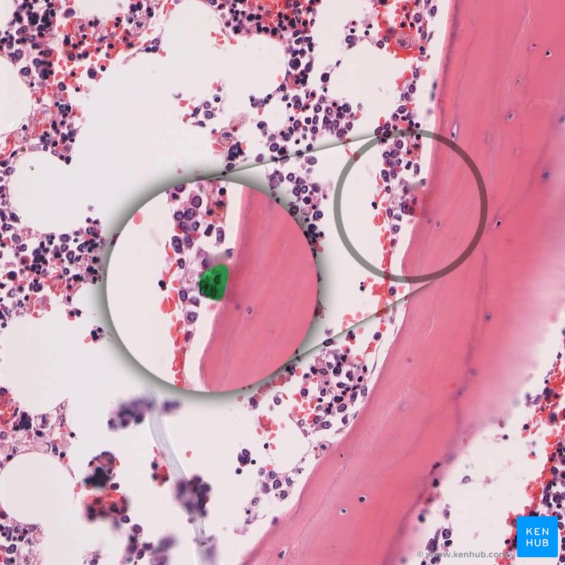 Osteoclasts - histological slide