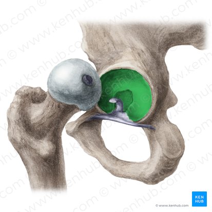 Acetábulo (Acetabulum ossis coxae); Imagem: Liene Znotina