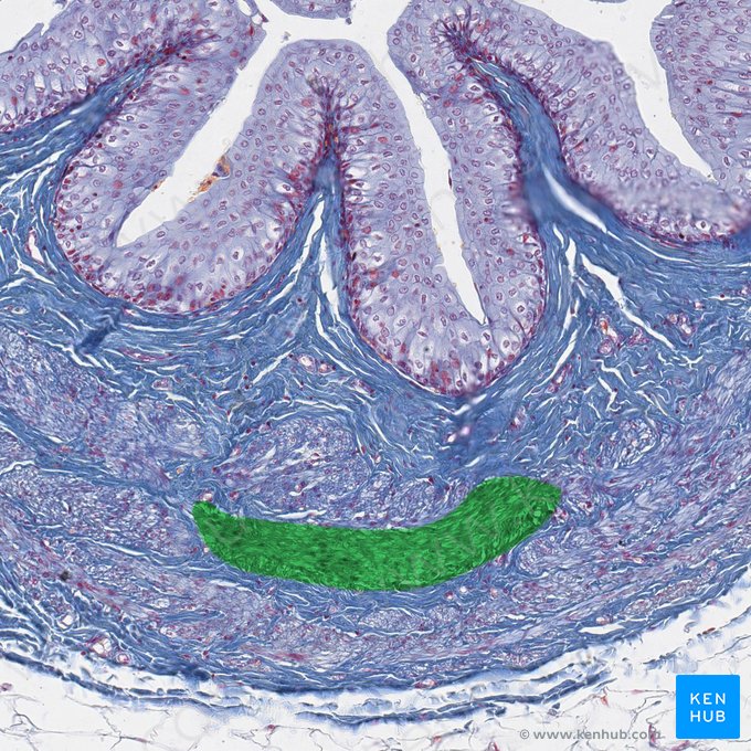 Middle circular layer of muscular coat of ureter (Stratum medium circulare tunicae muscularis ureteris); Image: 