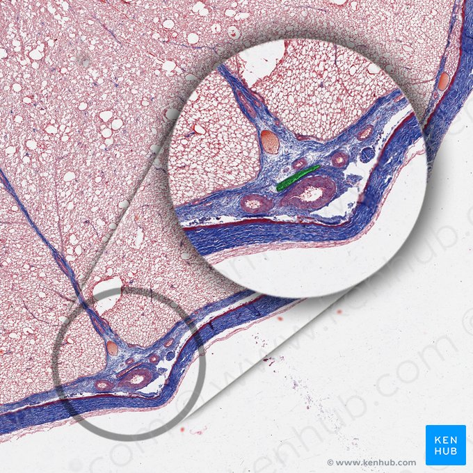 Anterior spinal vein (Vena spinalis anterior); Image: 