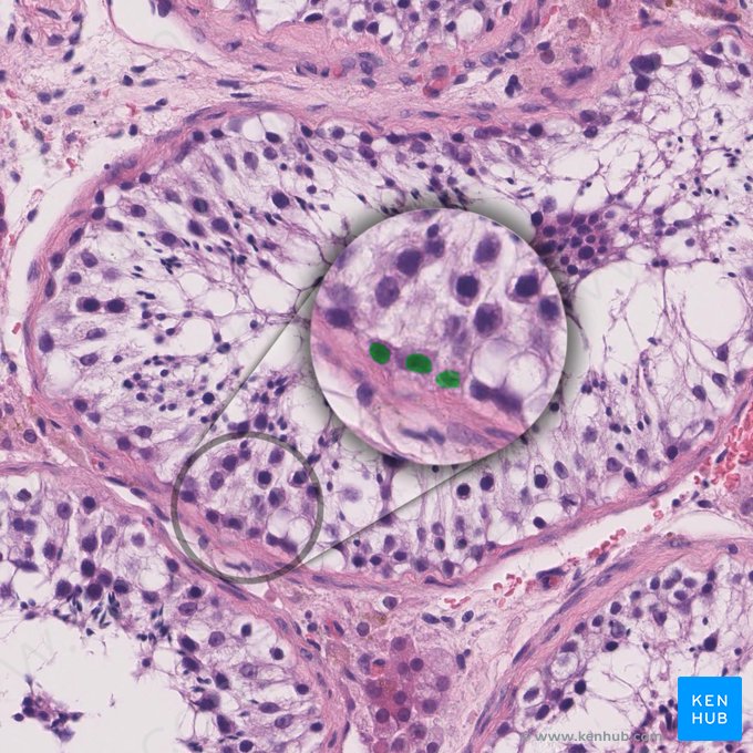 Spermatogonia; Image: 