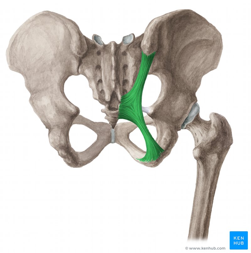 Sacrotuberous ligament - dorsal view
