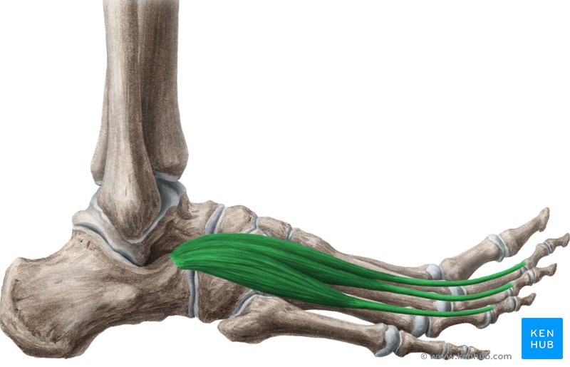 Fußrücken - Muskeln, Innervation, Fußrückenödem | Kenhub
