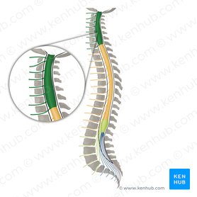 Spinal nerves C1-C8 (Nervi spinales C1-C8); Image: Irina Münstermann