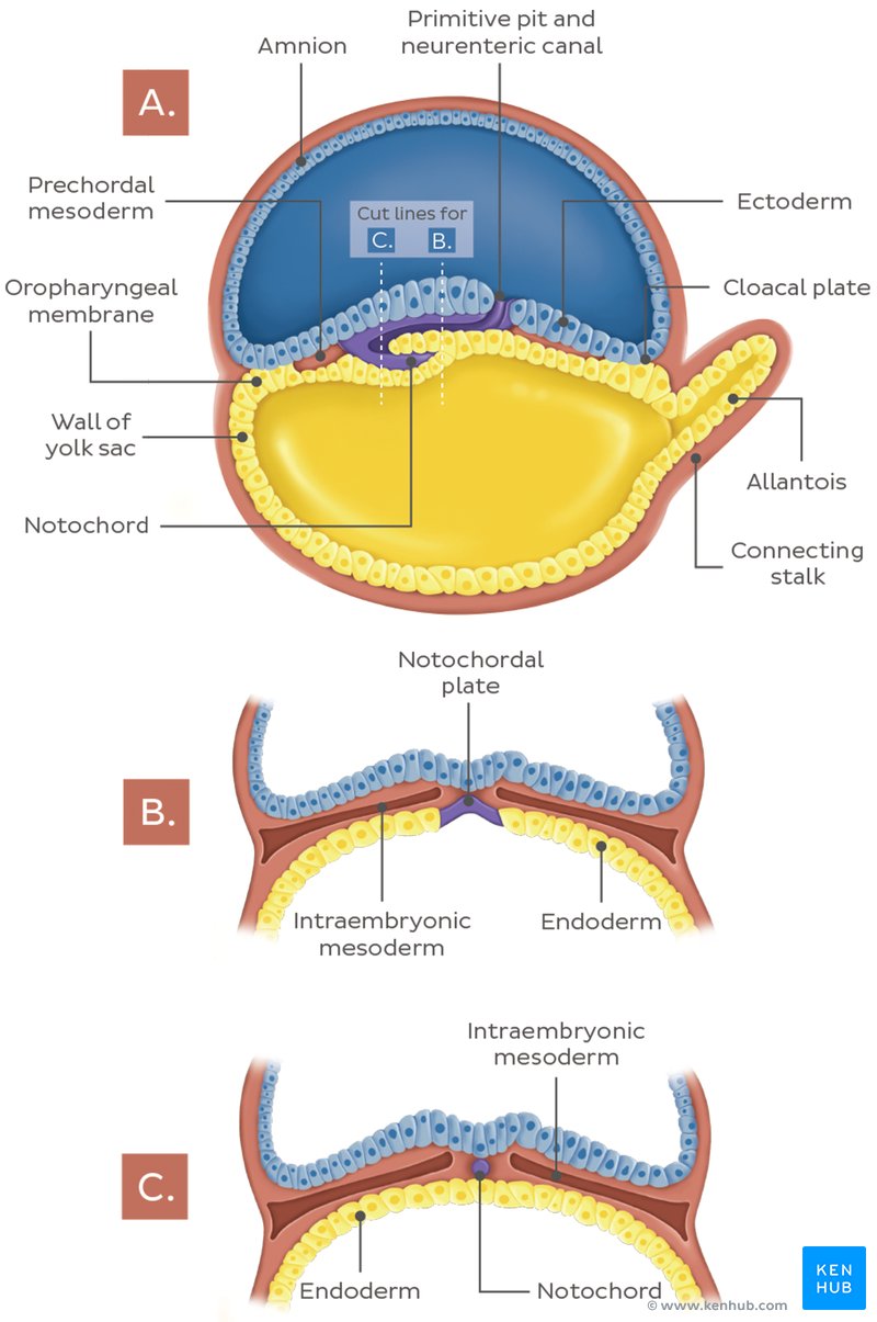 Trilaminar Embryo