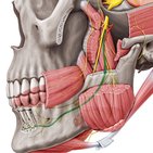 Nervus alveolaris inferior